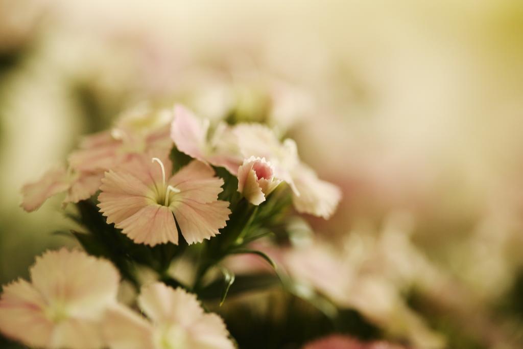 Blooming Lotus.Waterclouds.هانجتشو المظهر الخارجي الصورة